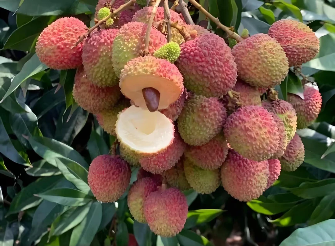 广西正宗产地直发妃子笑荔枝新鲜现摘核小肉厚香甜多汁水果