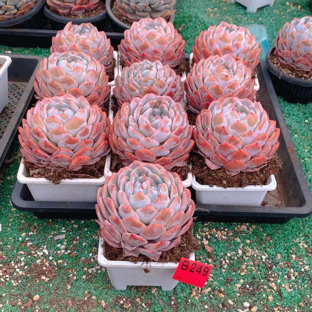 249橙子多肉植物