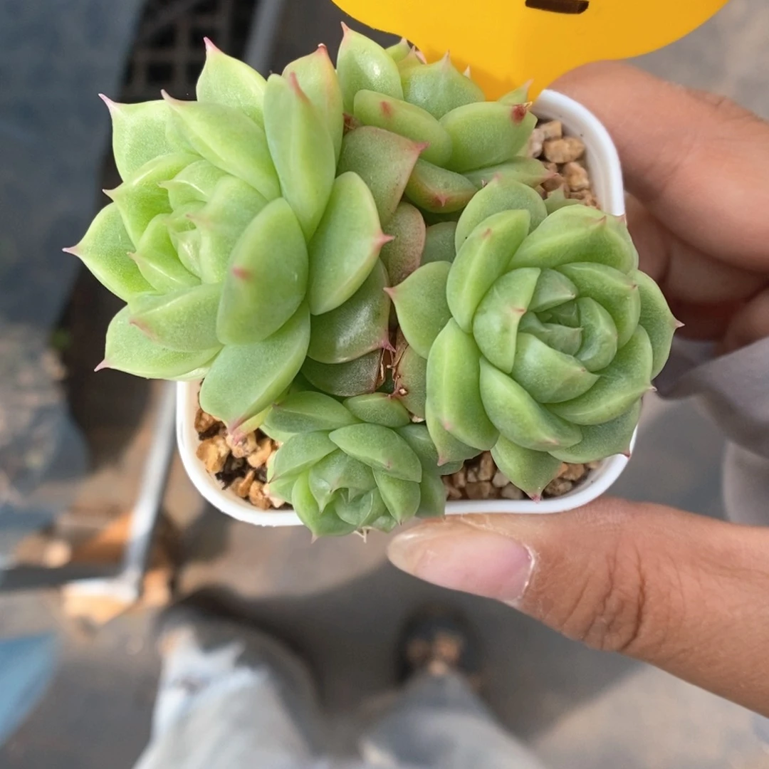 k***n麦秆群生532号。