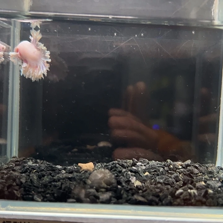 斗鱼竞拍跑单4日9