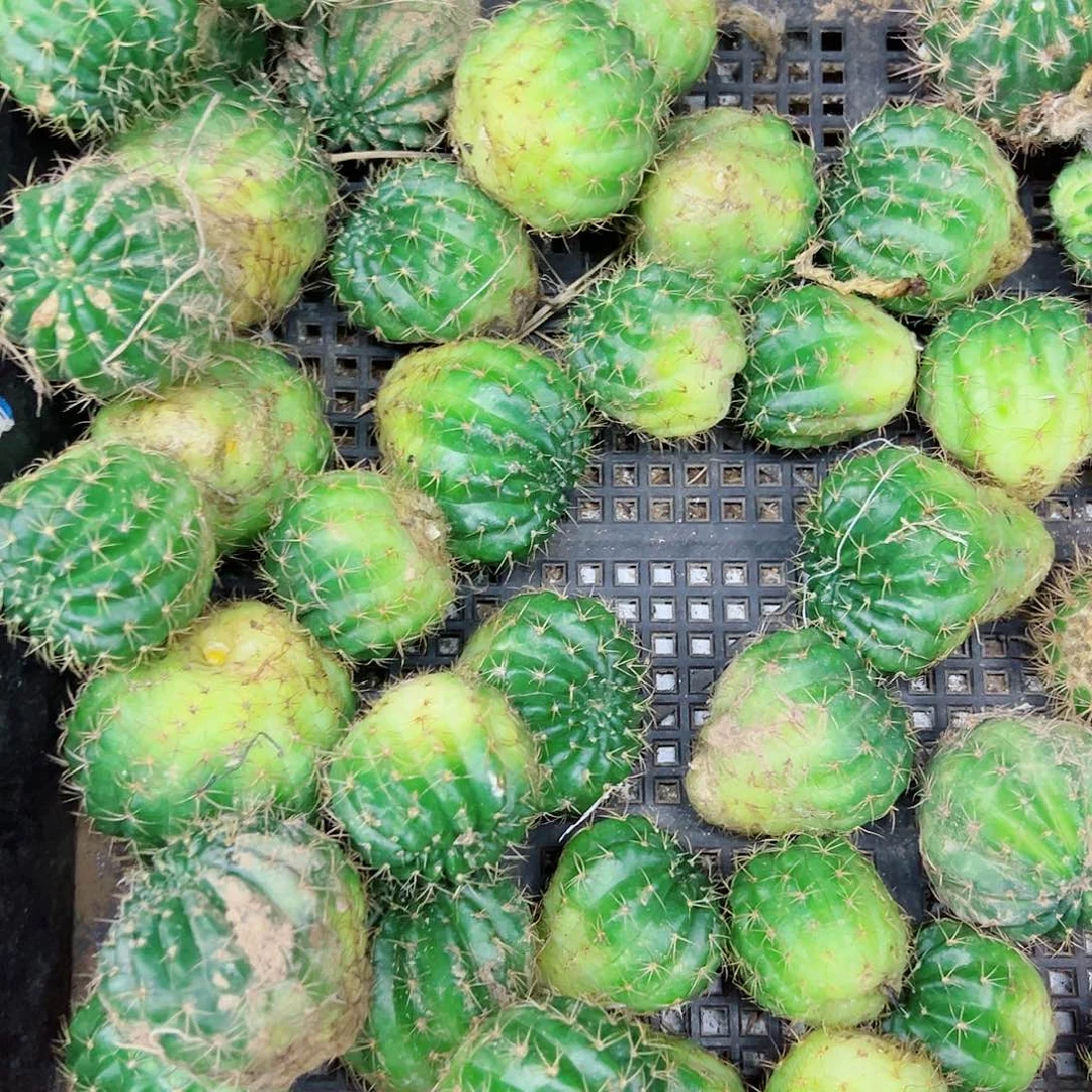 丽花 盲盒 15个花色不标名字 3厘米左右