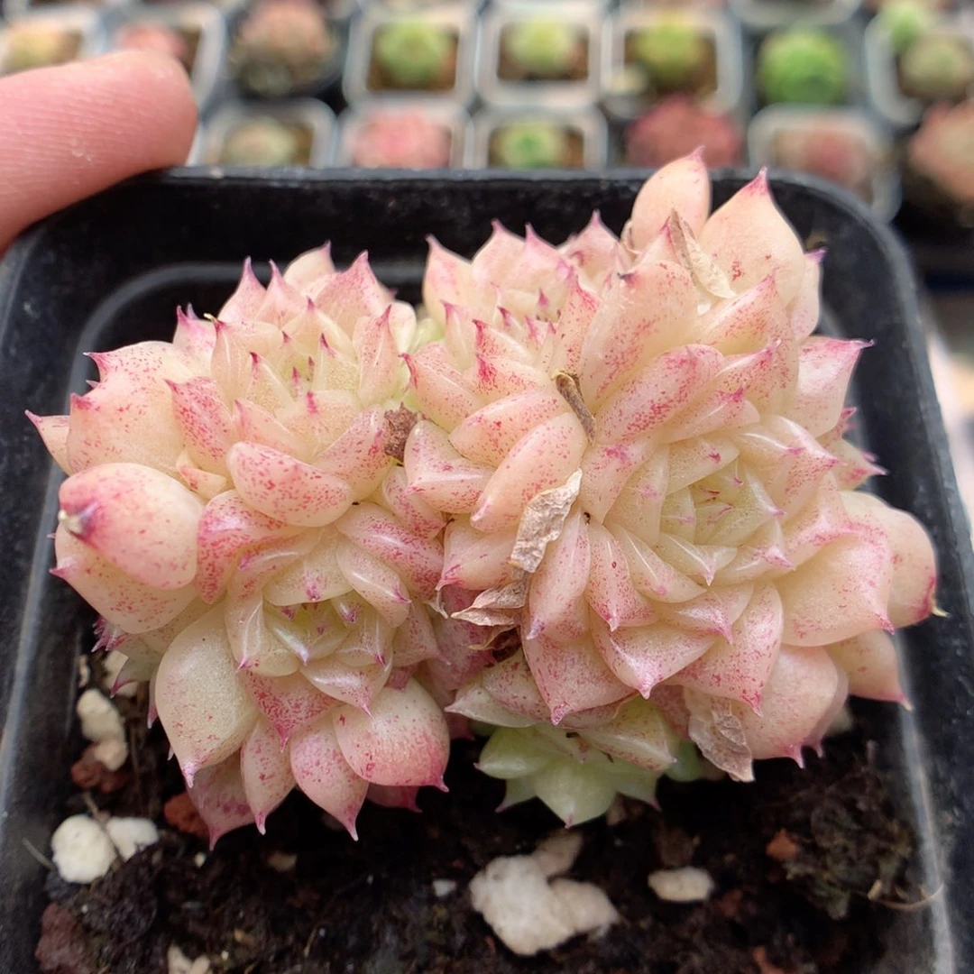 C95 ，柿子多肉20包邮两天凑单