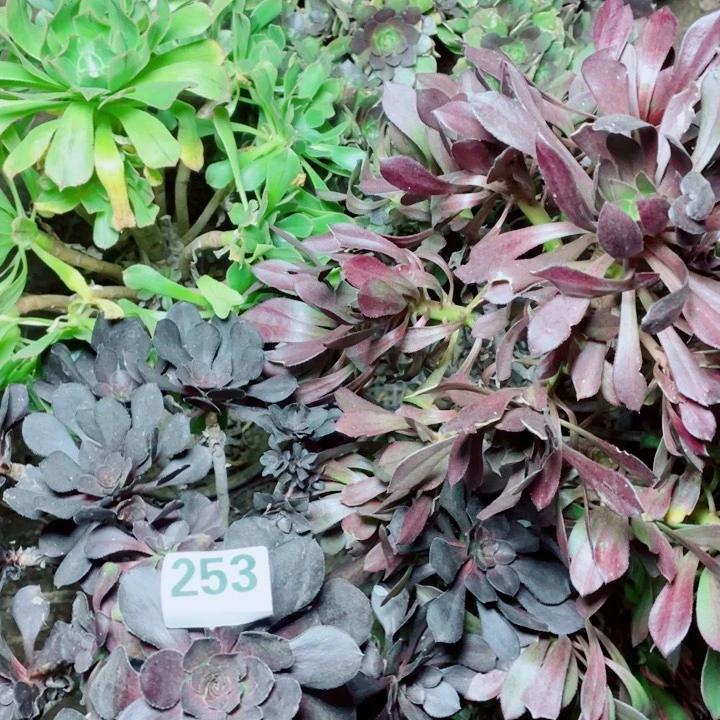 陌**陌多肉植物组合253