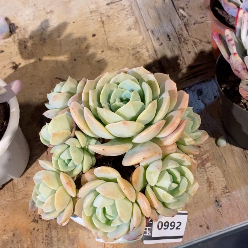 【闪购商品】恋曲0992