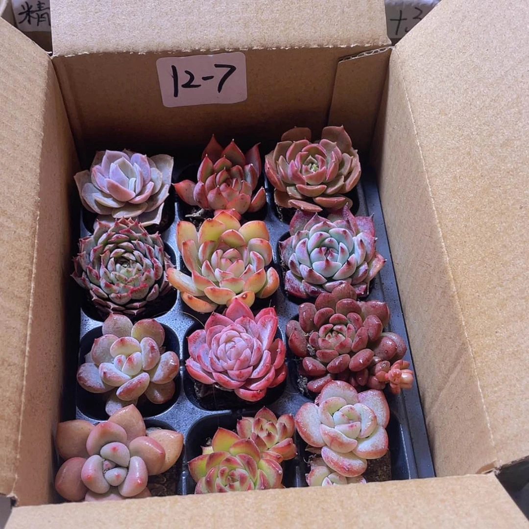 【闪购商品】12颗-7