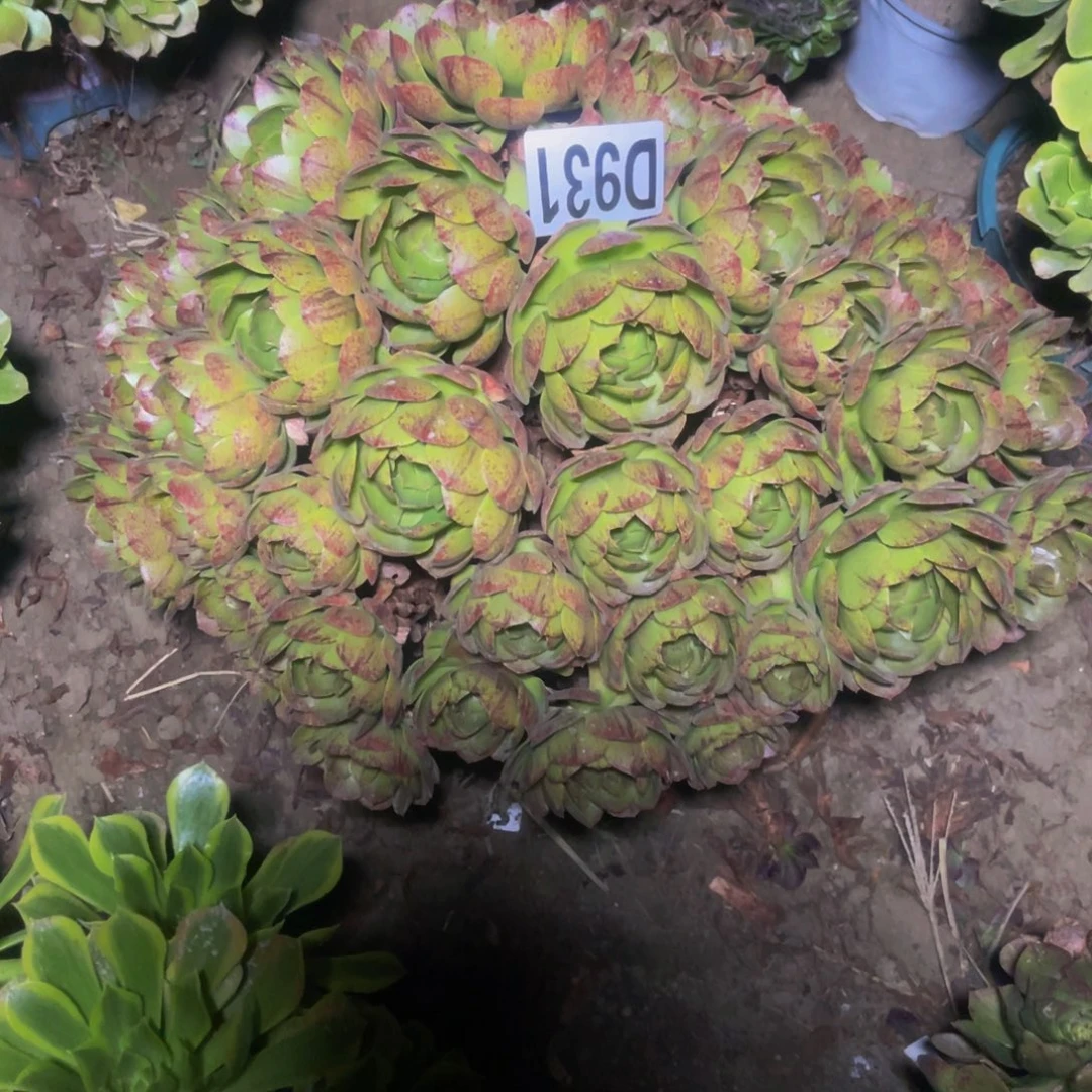 万拉丝14///////44包邮