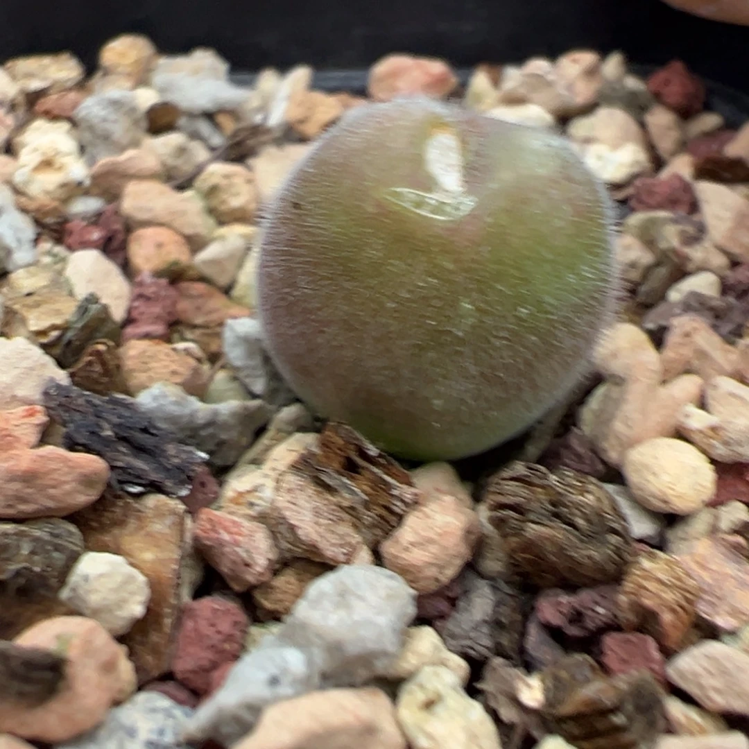 22-257肉锥多肉植物