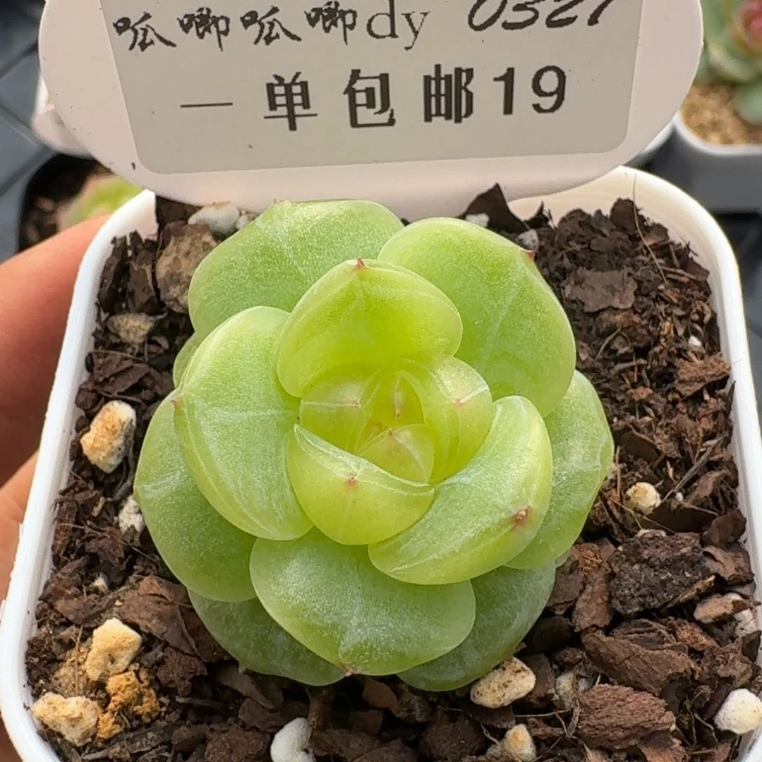 0327-019-混播单头