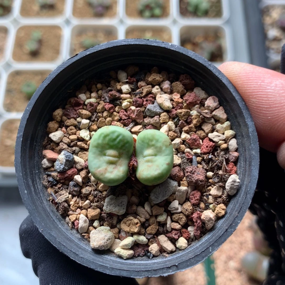 639大型红嘴母本