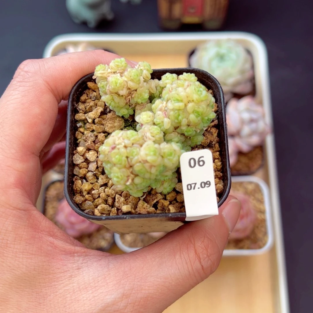 虞姬06、哈哈哈哈哈