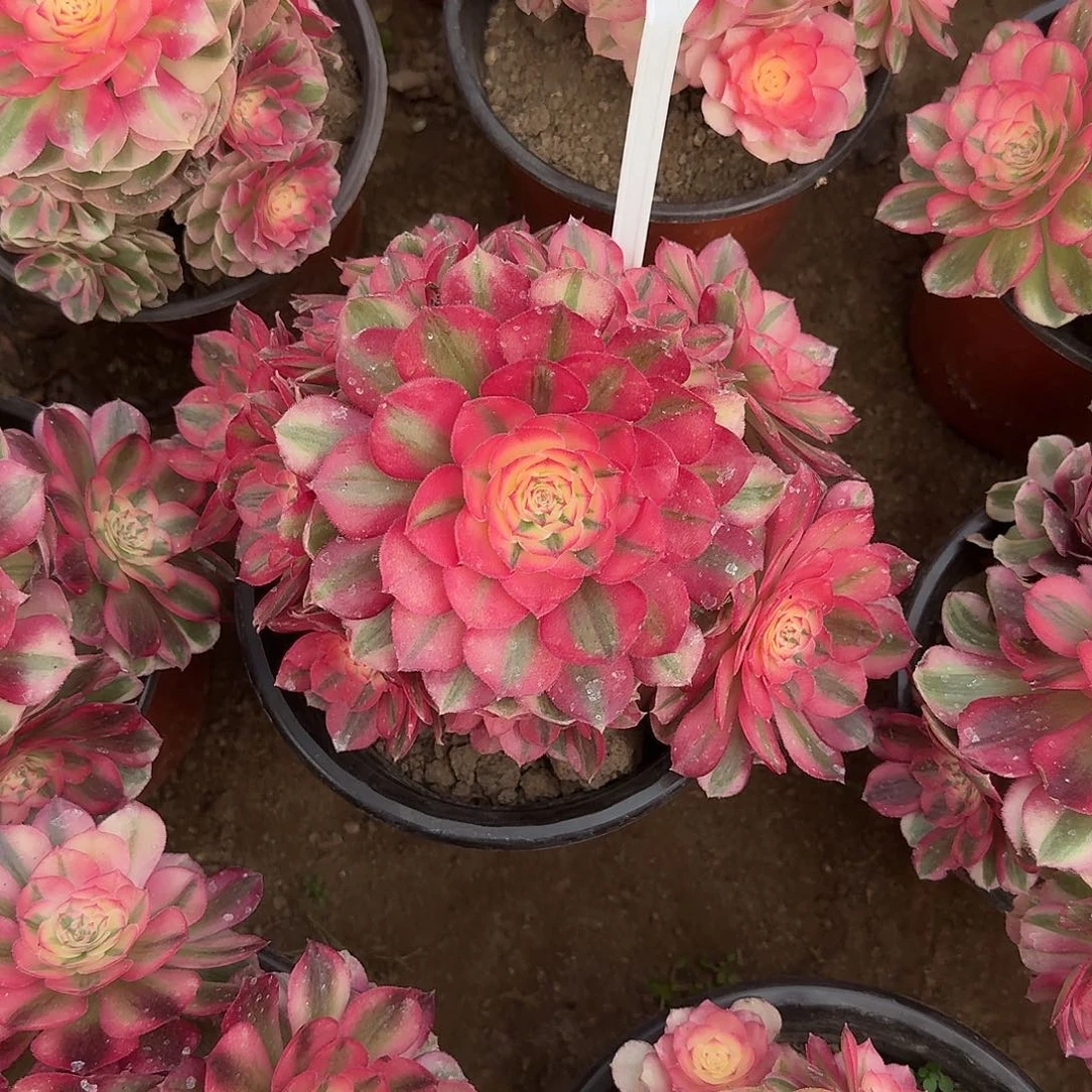 4109倾城多肉法师多肉