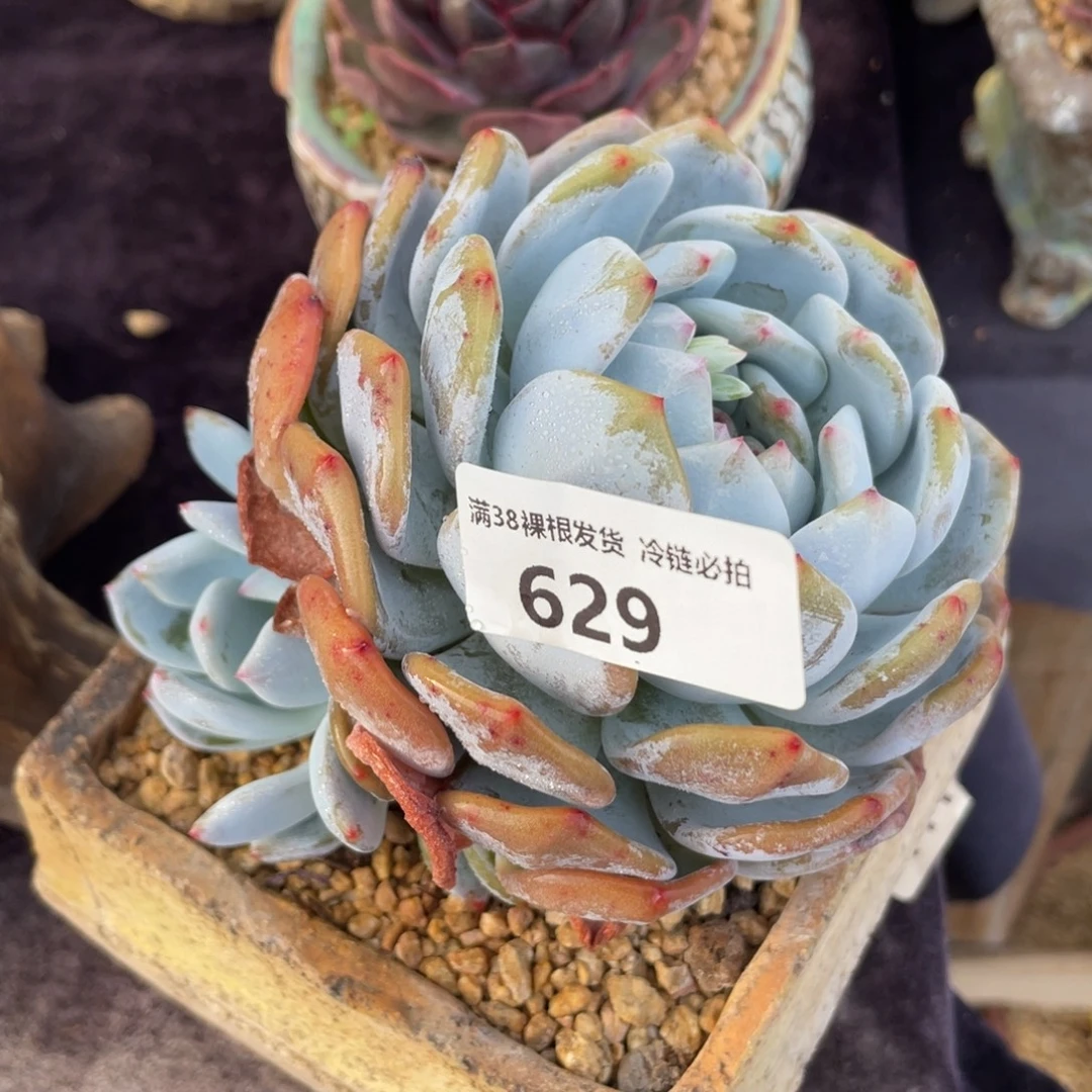 629橙子双头多肉植物一物一拍