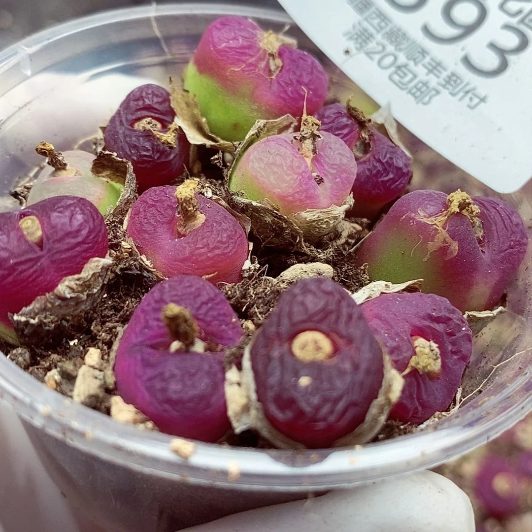 我在开会等一两口593