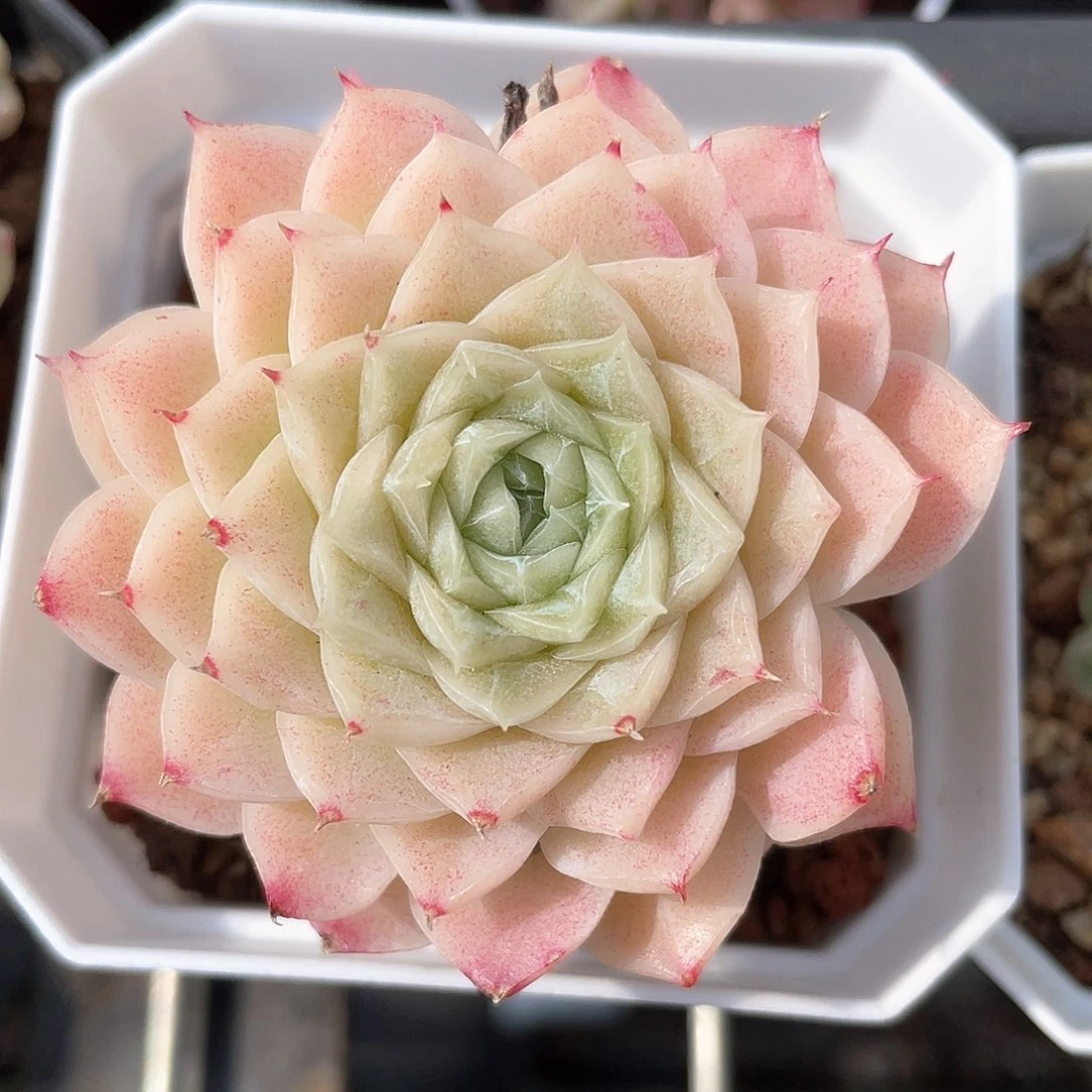 优选4号女王福利413