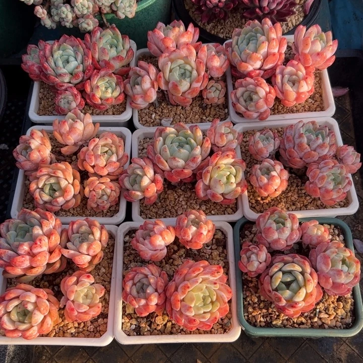 精品多肉植物老桩随机发一棵糖心