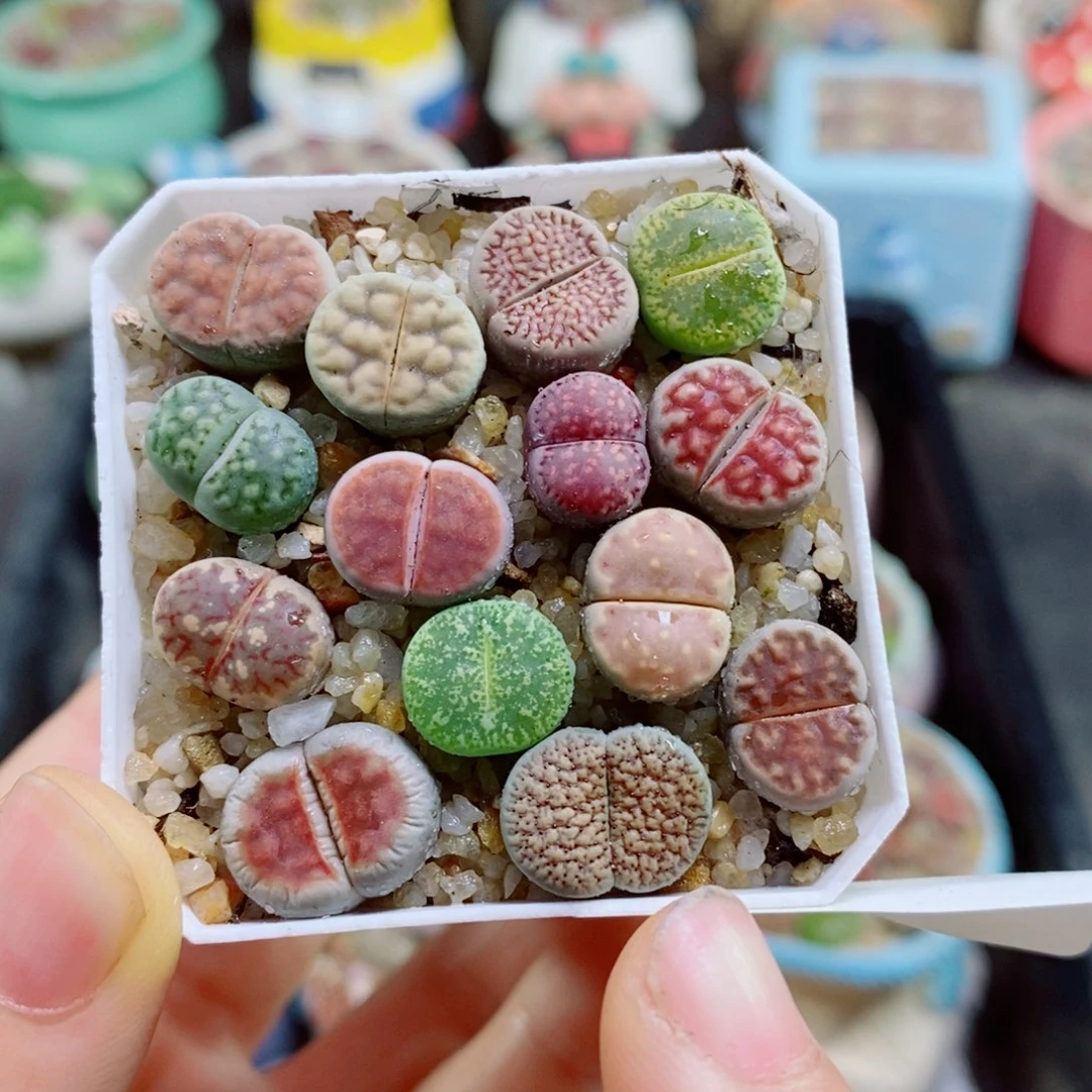 生石花花花花花花花225