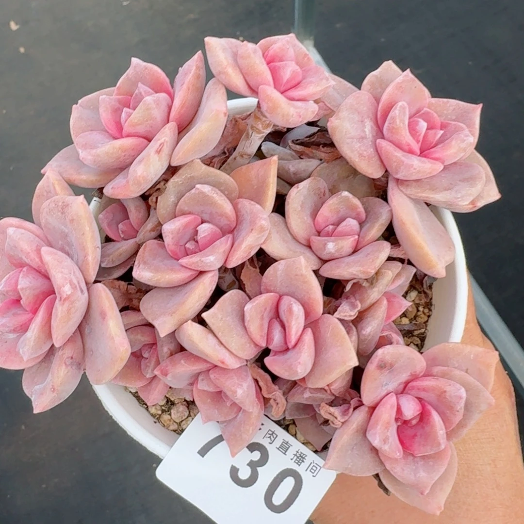 彩虹糖      愿你一路坦途，乘风破浪展宏图