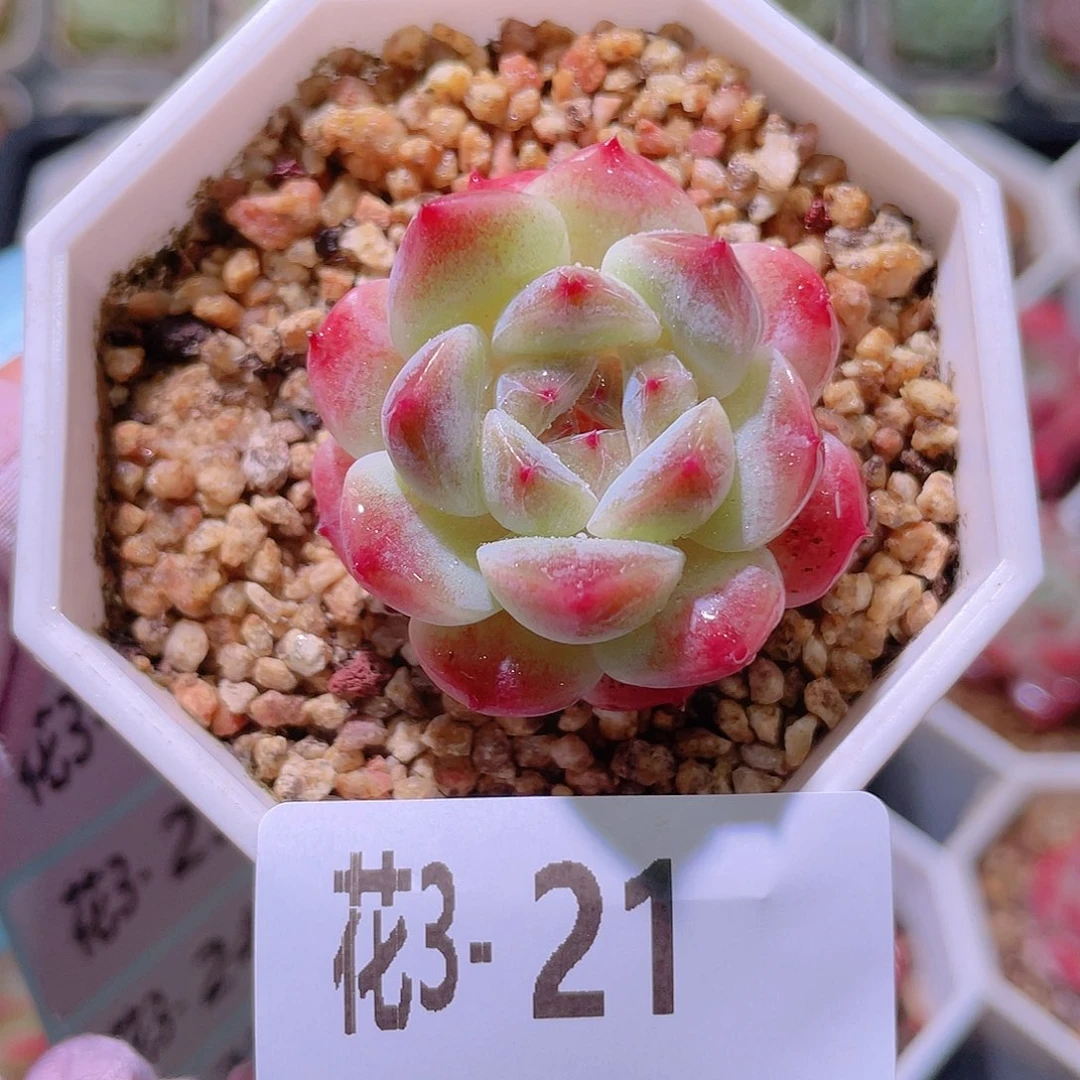 花利美3-21秘境冰魄