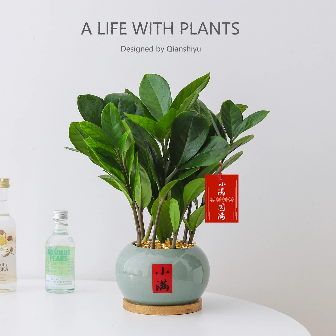 金钱树小盆栽四季植物室内客厅中式禅意招财树绿植办公室桌面盆景