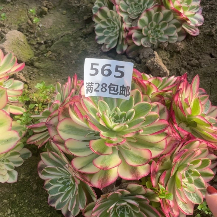 565三号棚倾城多肉