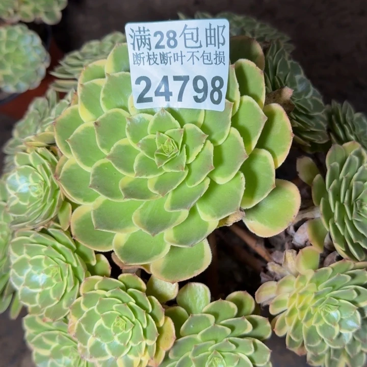 24798南分花妖多肉植物