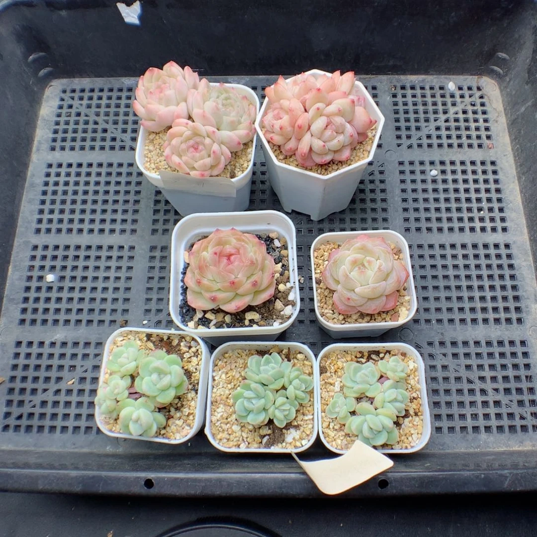 快****格多肉植物。 糖心