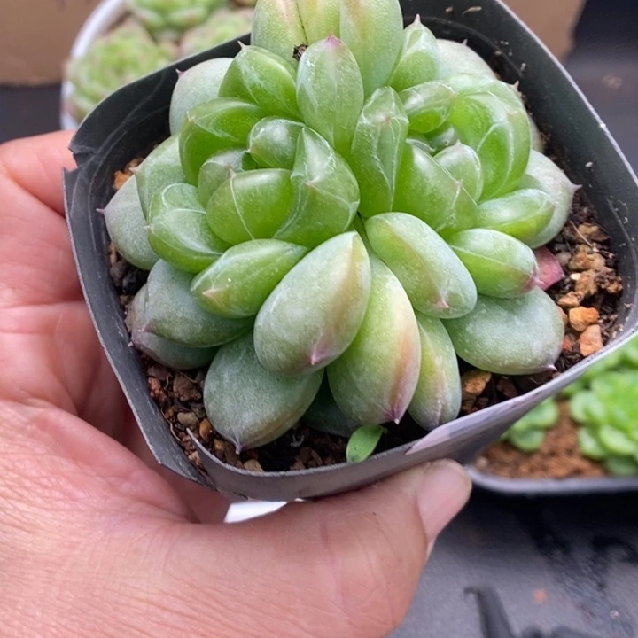 一物一拍一物一拍1109-102
