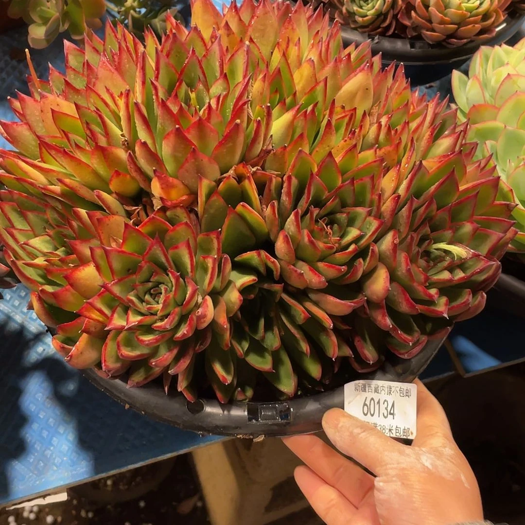 美****花东云杂60134多肉