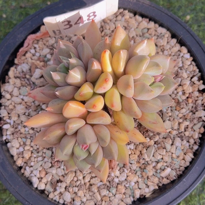 健健康康平平安安