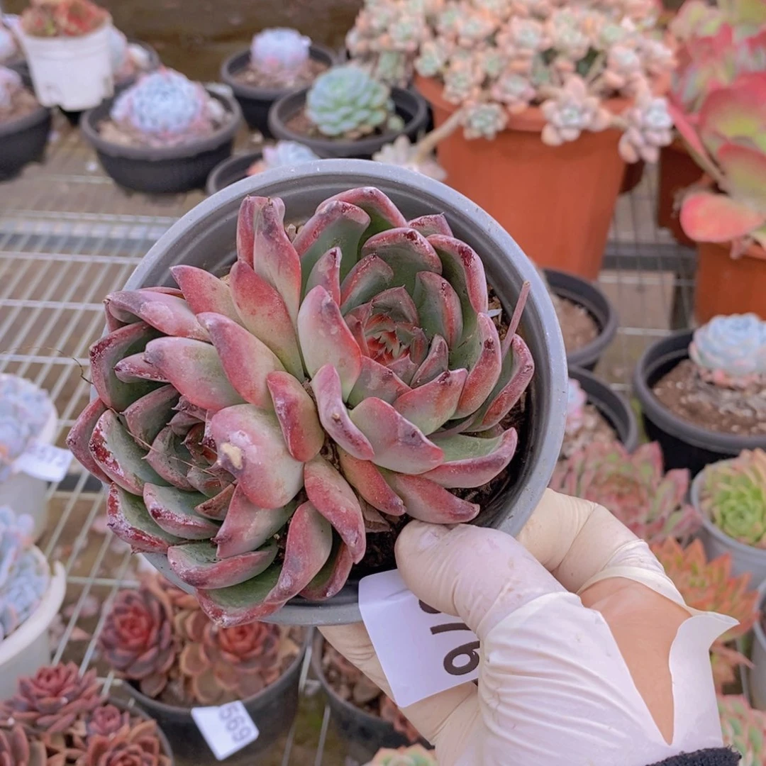 8576香槟双头一物一拍