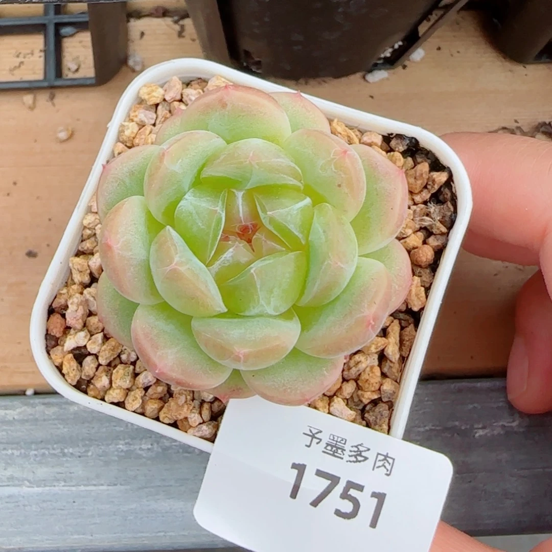 小***️冷翠，1751多肉植物