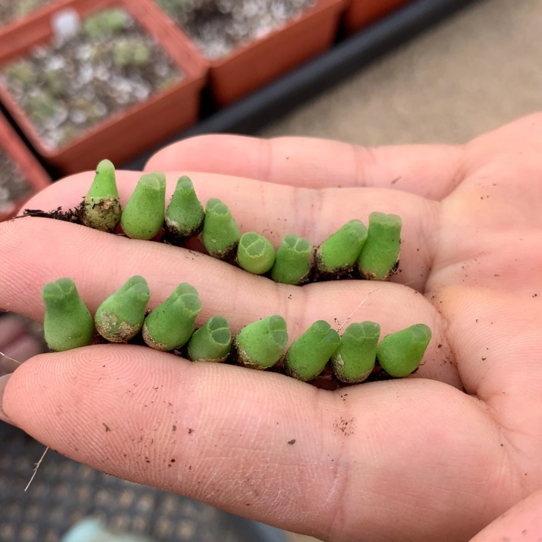 a979奶瓶风铃16颗