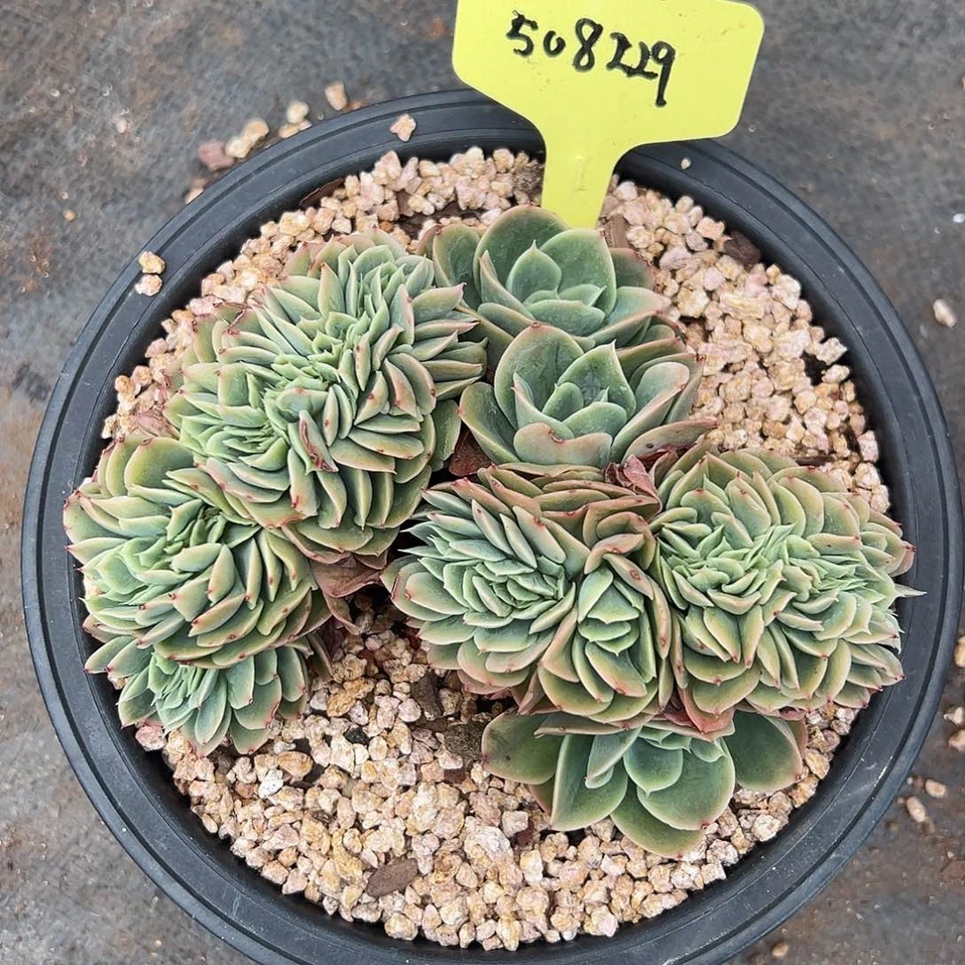 508229 星纳塔缀 特价不寄养 必须拍冷链发货