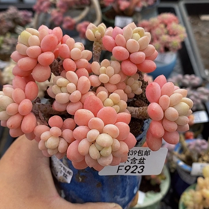 鱼子酱9cm923多肉植物