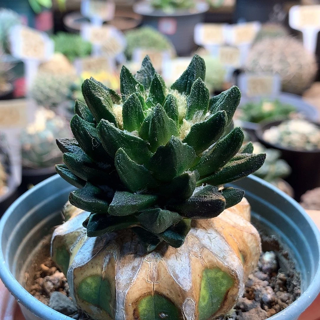 龙角牡丹