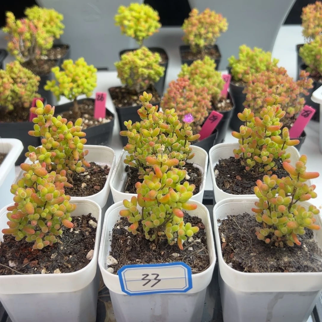 福利金桔6颗33号6.5cm盆