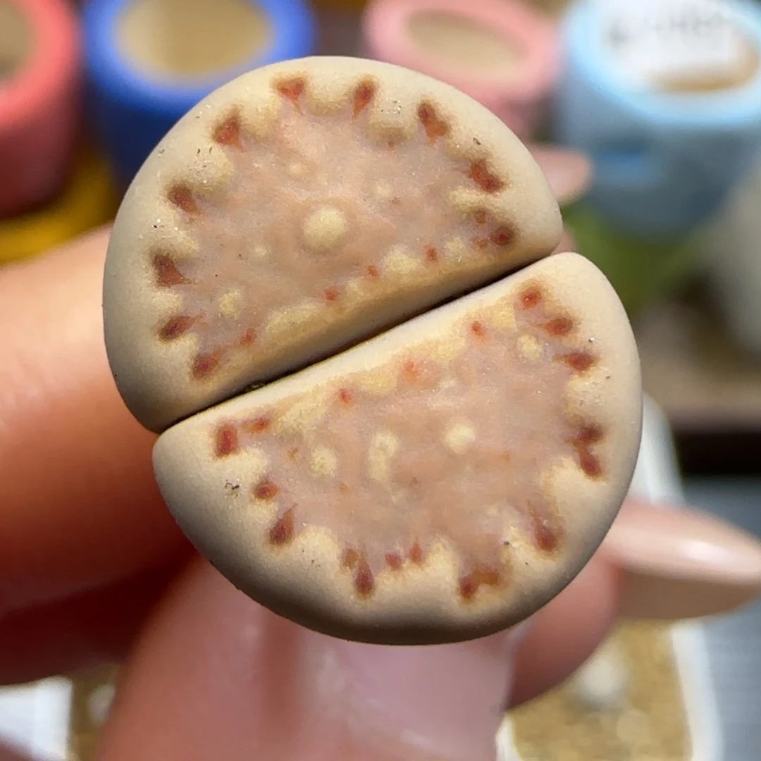 11.27.1621.013淡橘粉色饼干.9038尺寸1.4cm