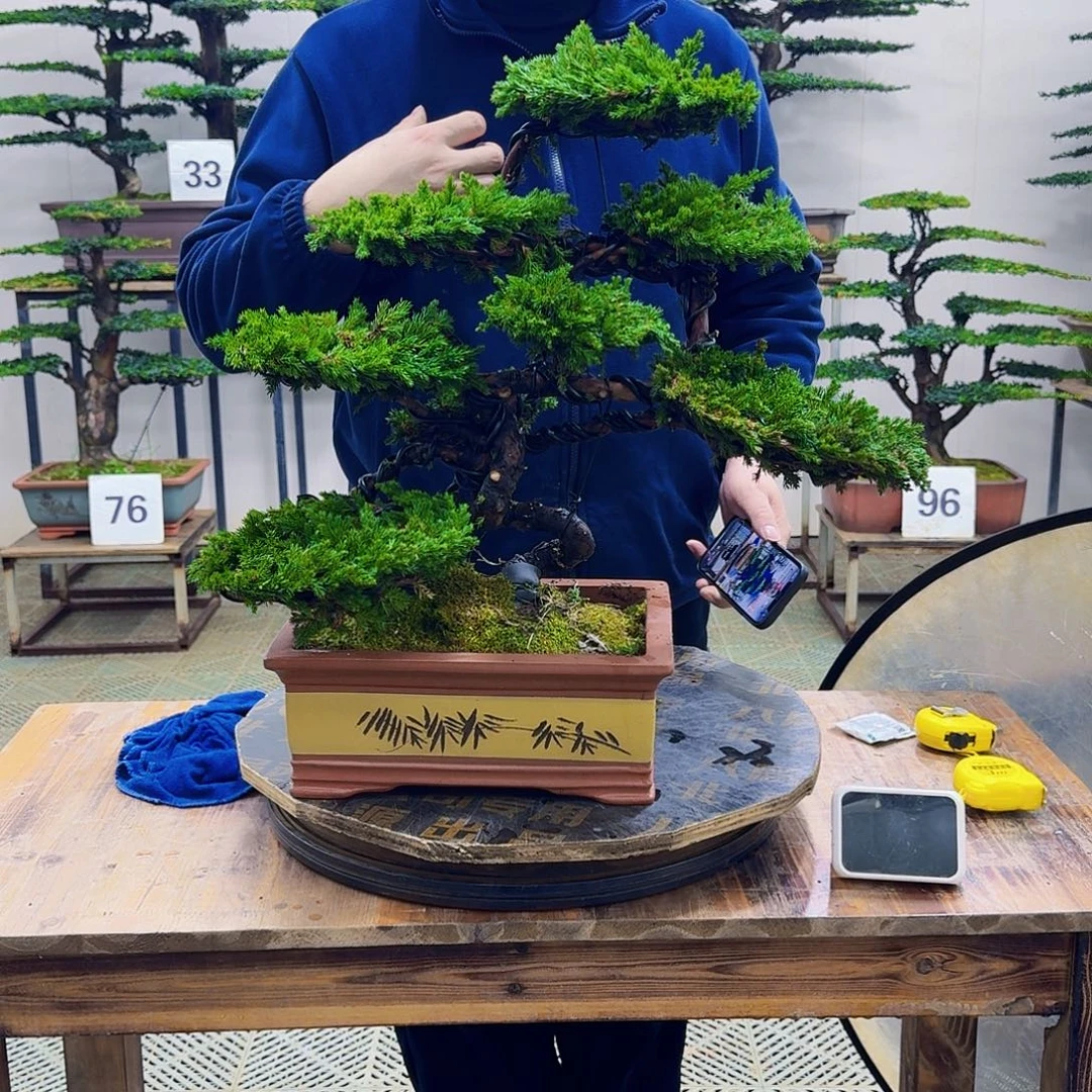无花朵柏树造型盆景
