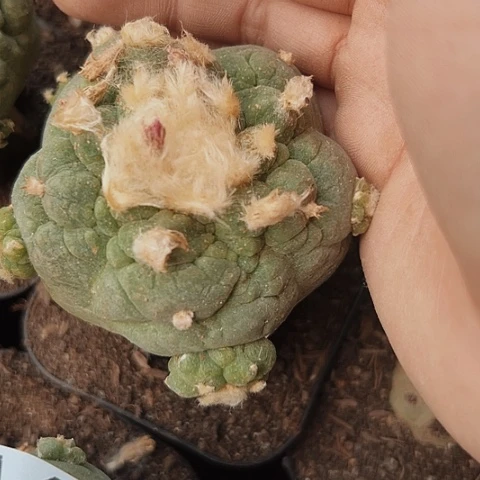 422皱尤海鲜清棚特价