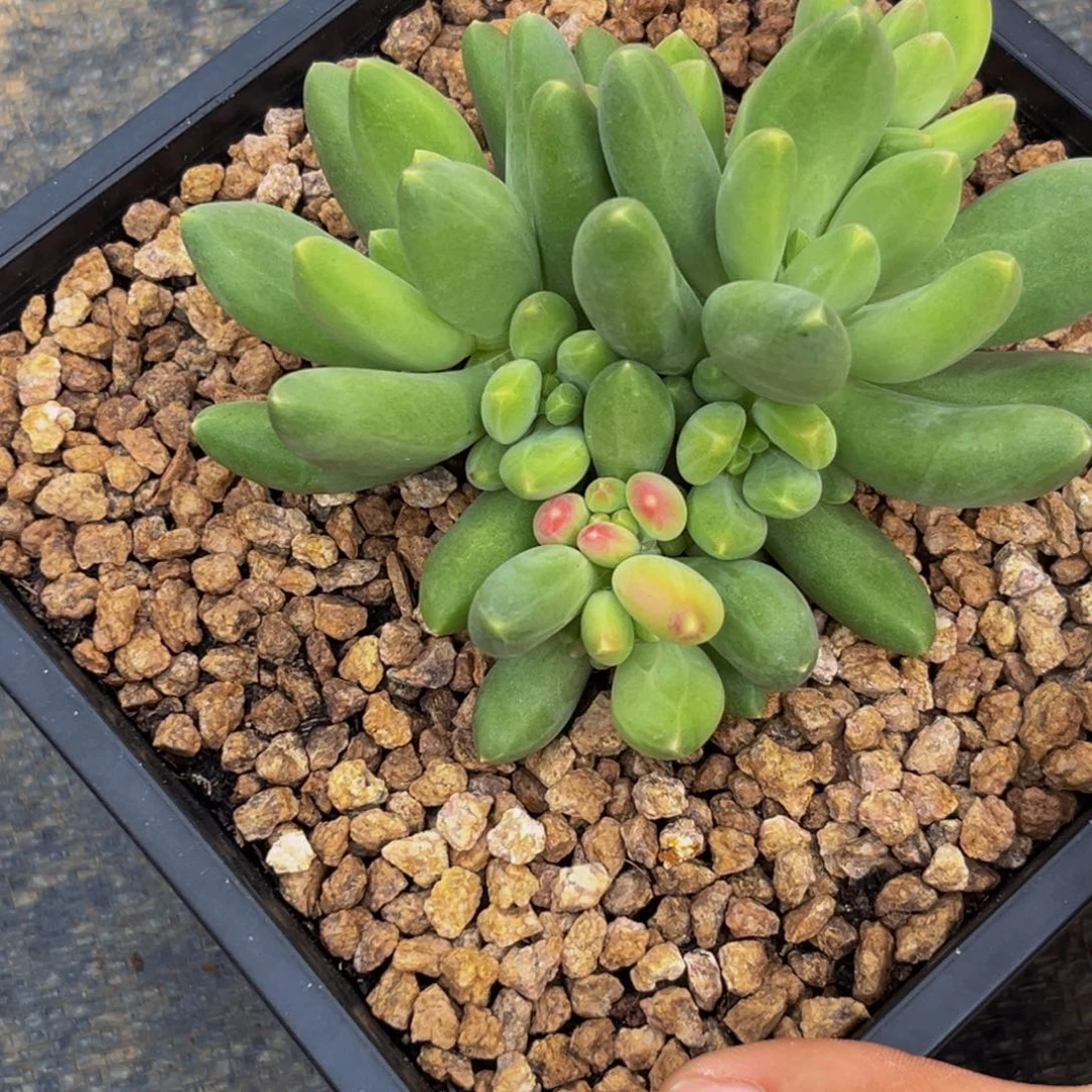 9024下午多肉植物群生