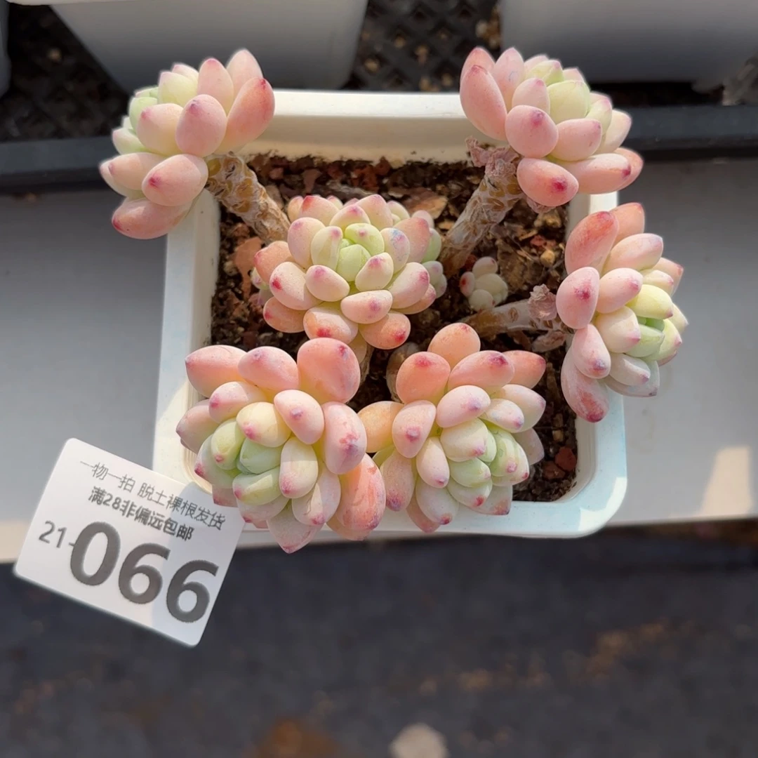 樱花罗绮老桩多肉多肉