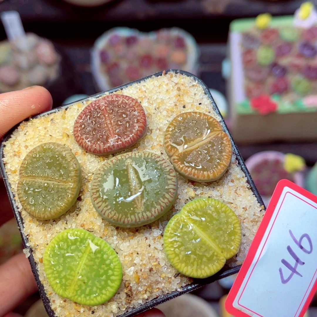 416生石花带盆发1