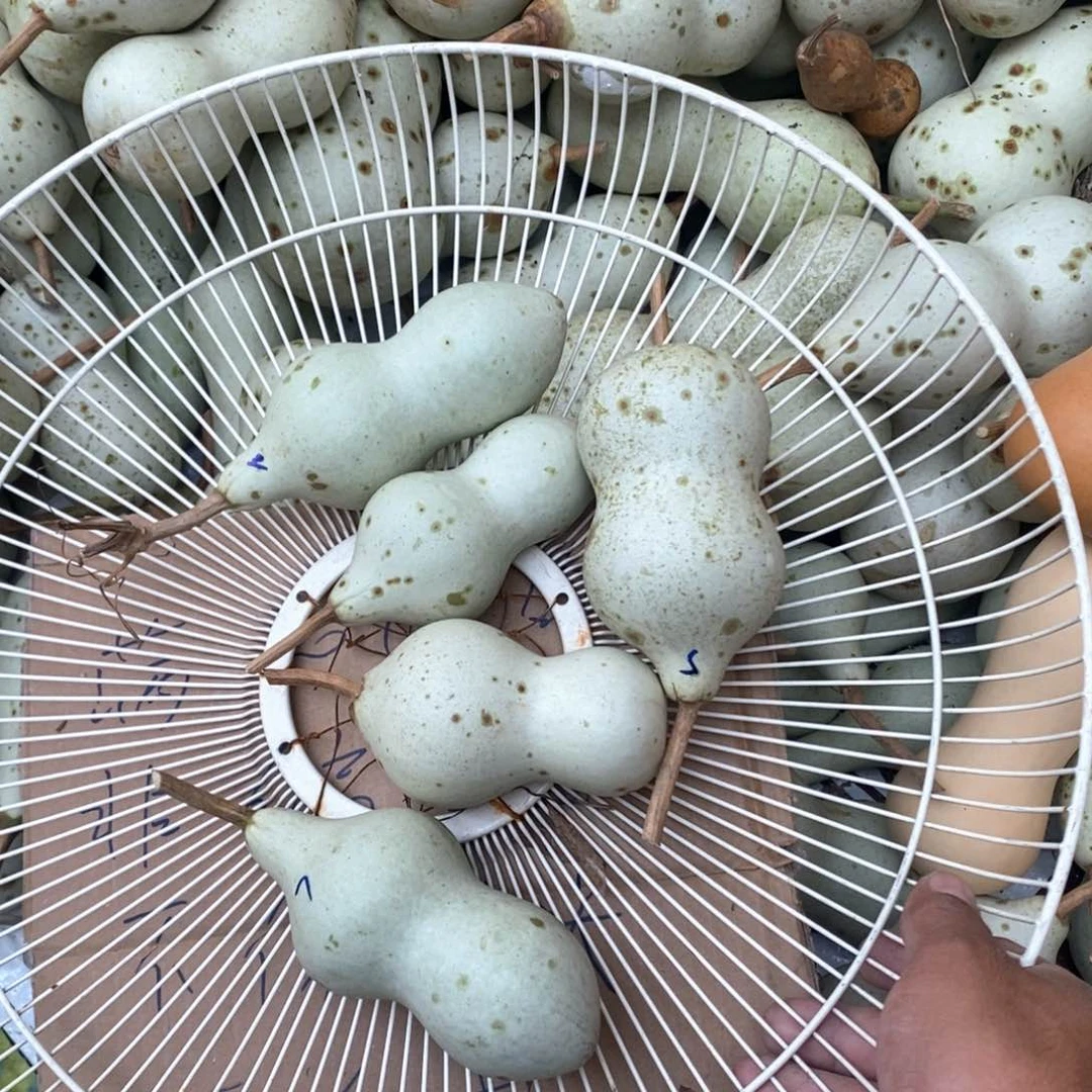 山**里文玩葫芦青皮葫芦