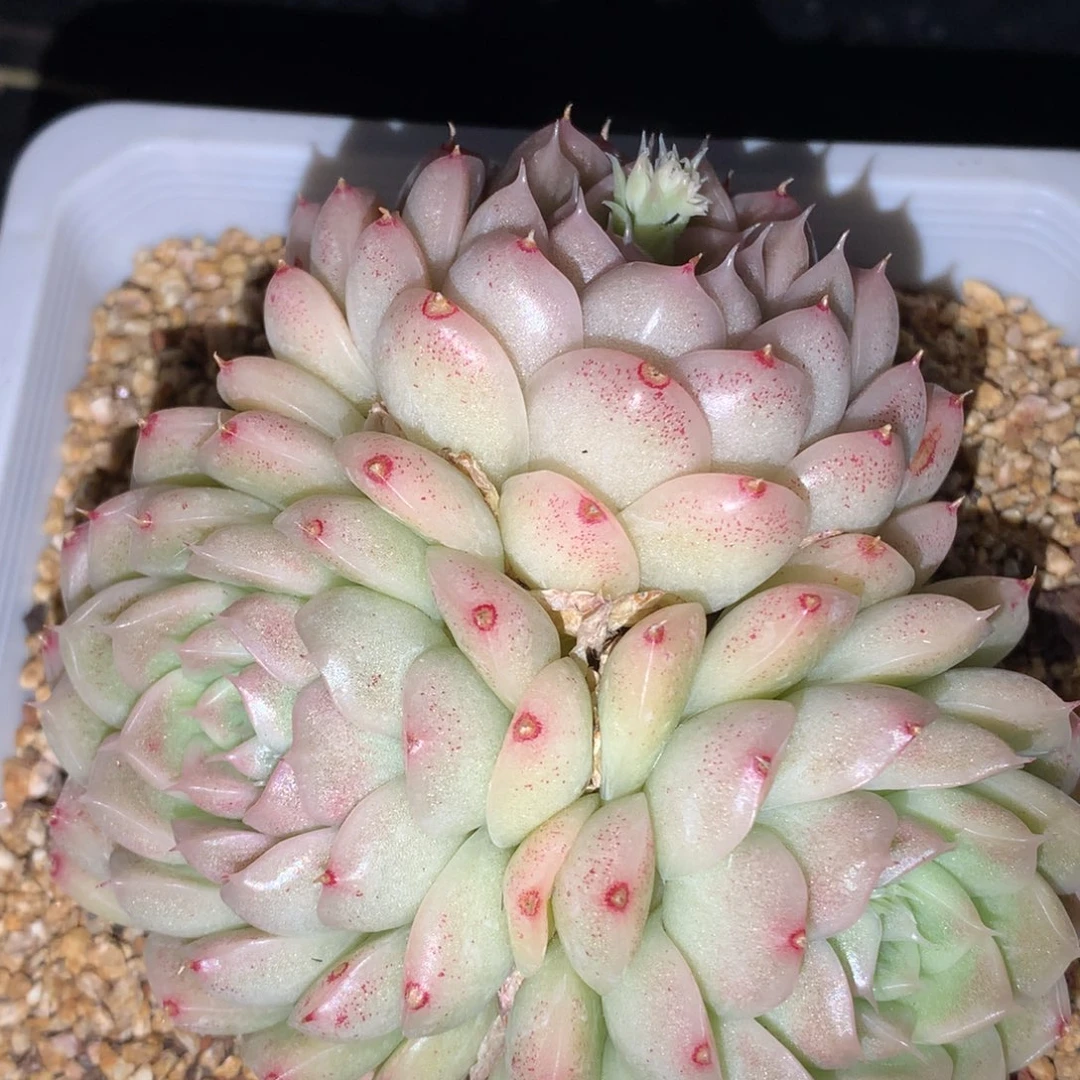 0307-156 麦杆优选
