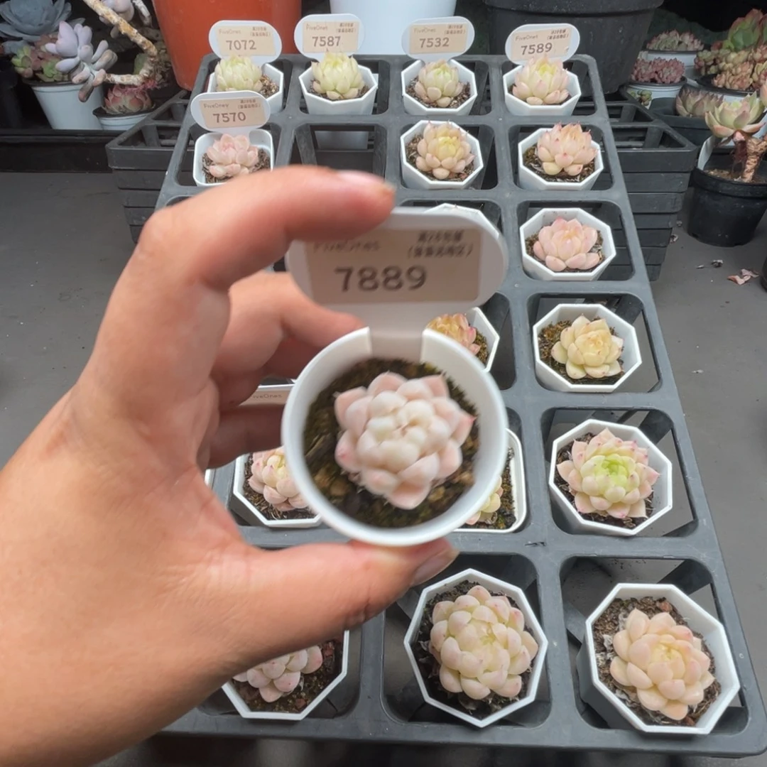 7889  麦秆3.5厘米