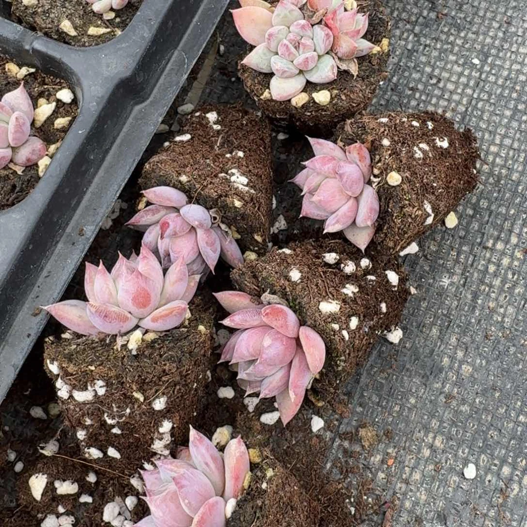 钻石卡罗拉十棵量拍