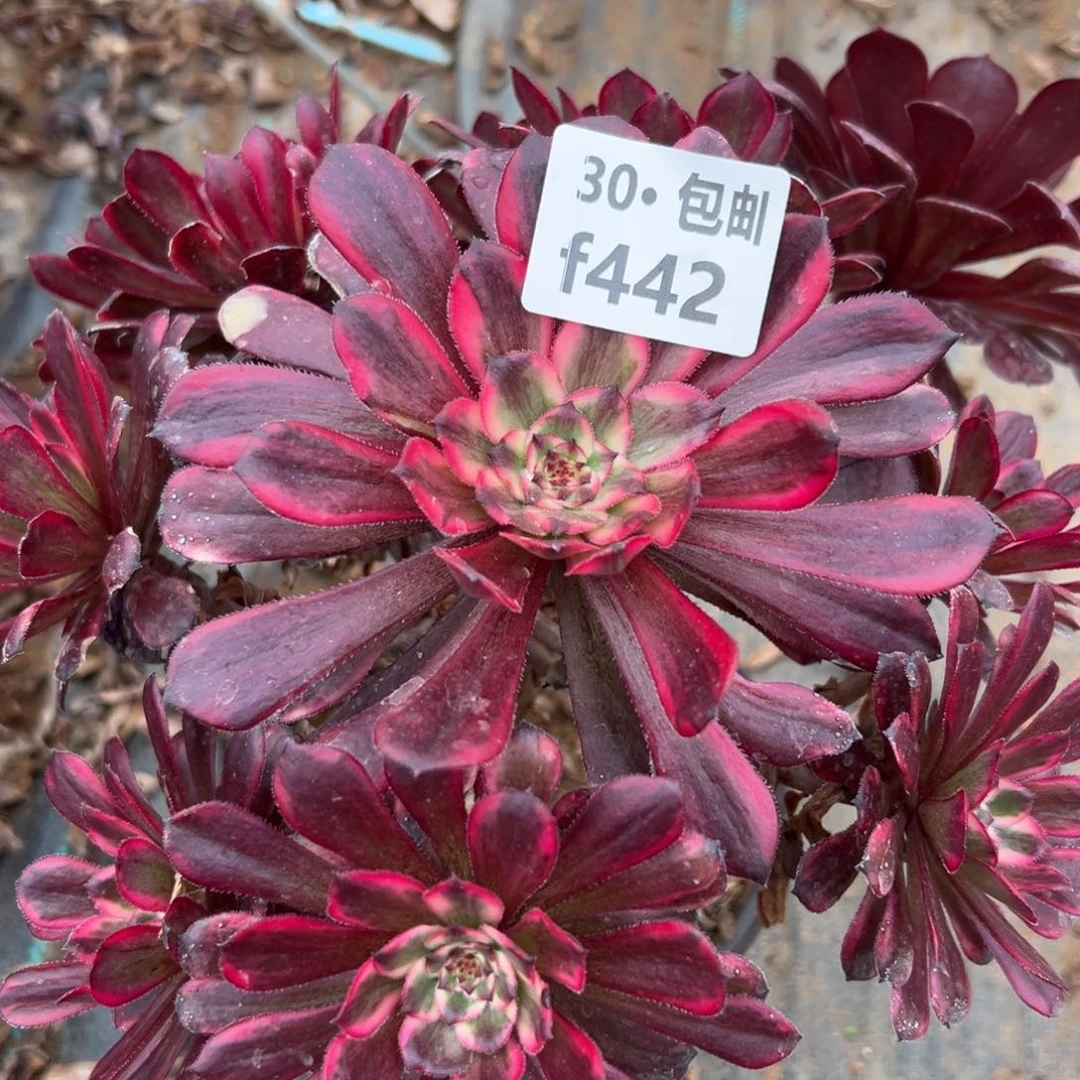 442红金刚多肉法师