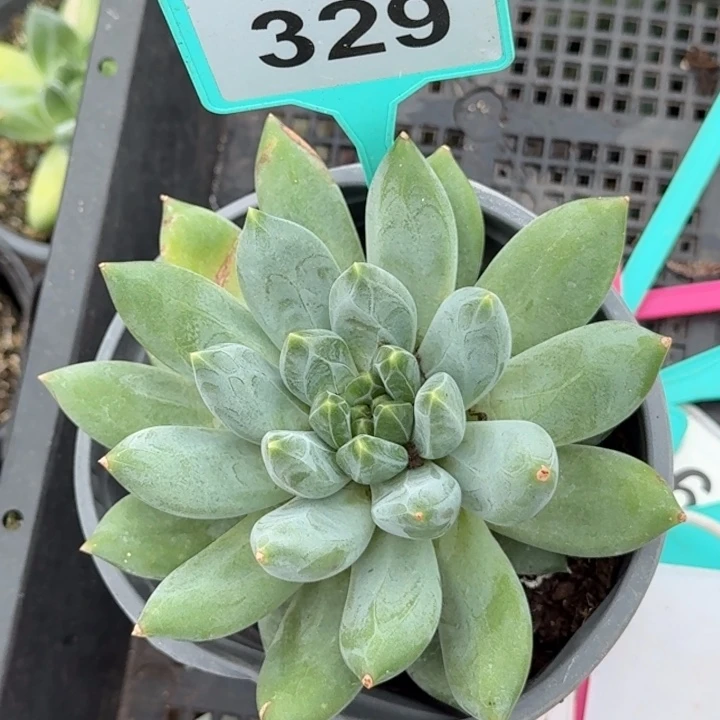 多肉植物彩体重楼329
