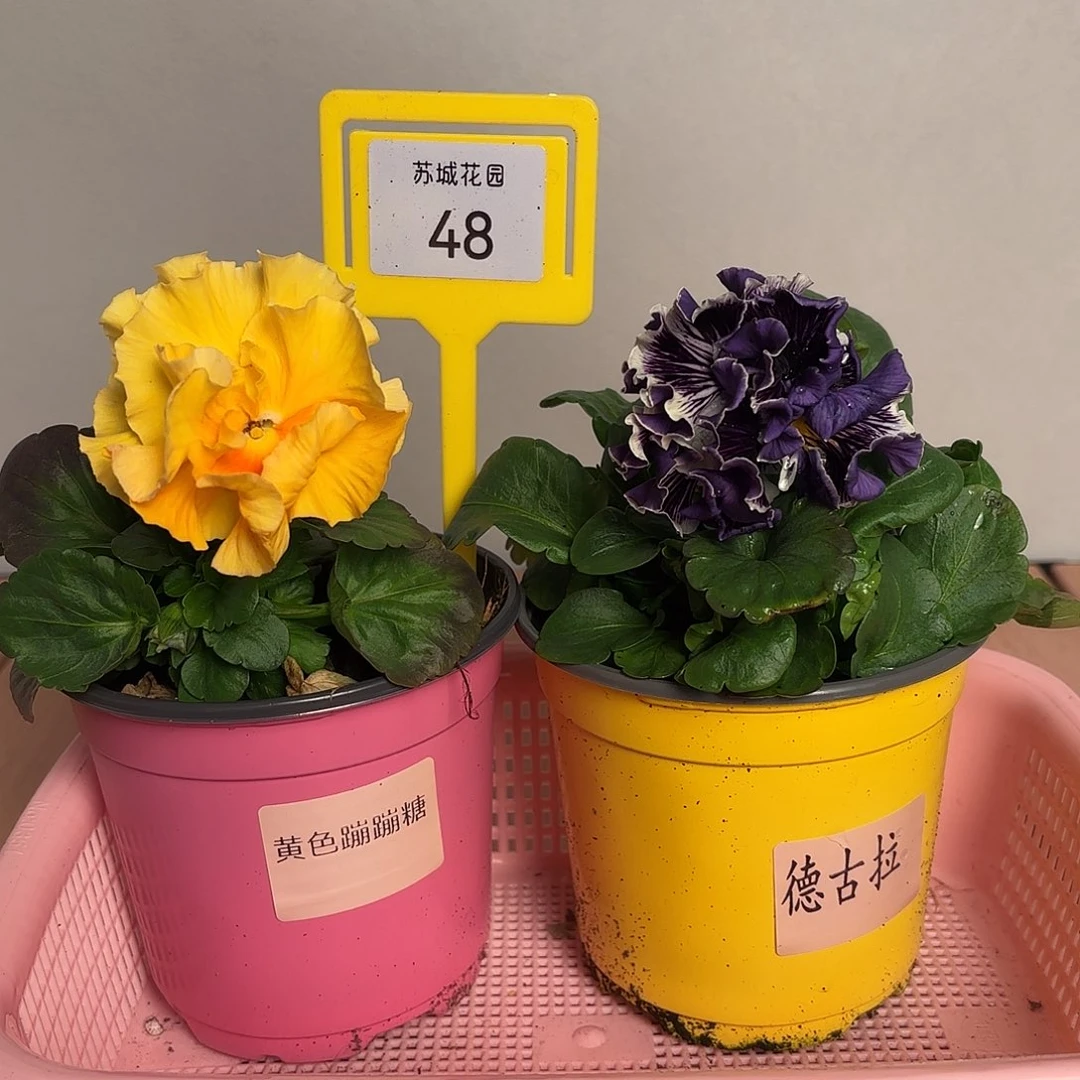 大部分开放少量花苞48