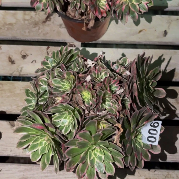 900玉芙蓉多肉植物不售后